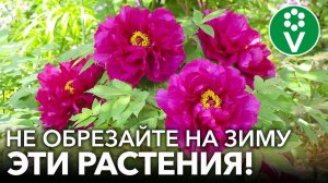 КУСТАРНИКИ И МНОГОЛЕТНИКИ, которые НЕЛЬЗЯ обрезать осенью