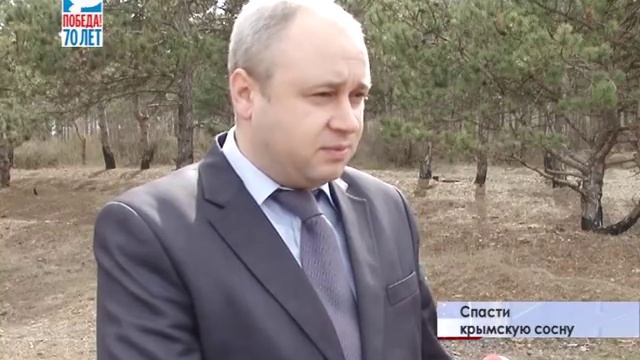 Сосны крымские - в опасности