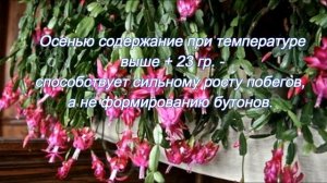 Покой для декабриста