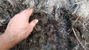 Как лучше делать из травы удобрение.