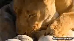 Африка хаёти гипардлар