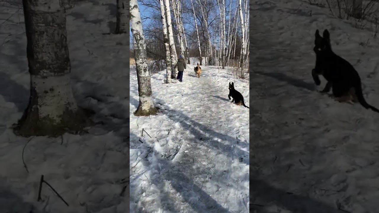 Сараби мастер эпично падать #немецкаяовчарка #собаки смотреть онлайн