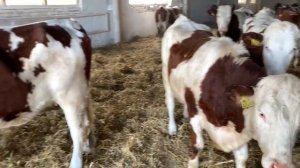 Монбельярды из Европы