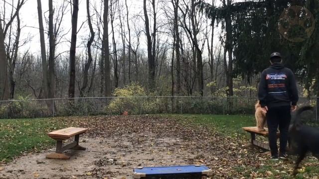 Mini Goldendoodle - The Miniature Size Goldendoodle смотреть онлайн