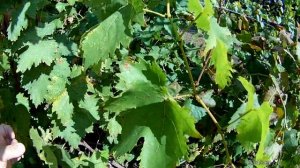 Виноград Ландыш