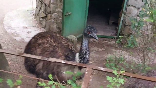 Зоопарк. Ялта. 2 часть.