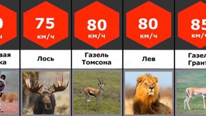 Сравнение: скорость животных
