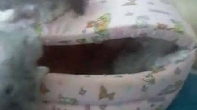 Персидские шиншилловые котята 1 месяц от рождения продам смотреть онлайн