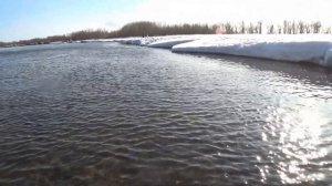 Весенний голец на Камчатке.