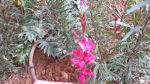 Gaura plant- growing information (Beeblossom)