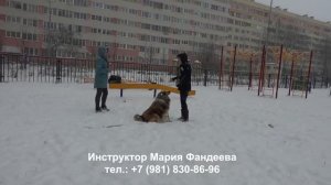 Как отучить собаку подбирать с земли