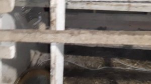 Вода в курятнике не замёрзнет! #курынесушки #chick #куры #молодняк #морознестрашен