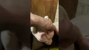 Забой Ред Бро и бройлера, сравнение.