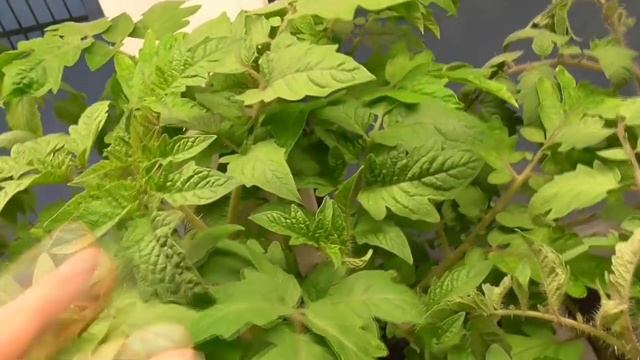 О подсветке рассады - лампа MARS HYDRO, Флора и другие. Ольга Чернова. смотреть онлайн