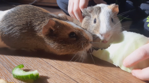 Морская свинка 2