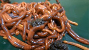 Как выглядят калифорнийские черви | Часть 1