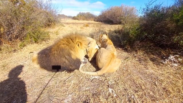Эвкалиптовое масло для львов. Eucalyptus oil for lions смотреть онлайн