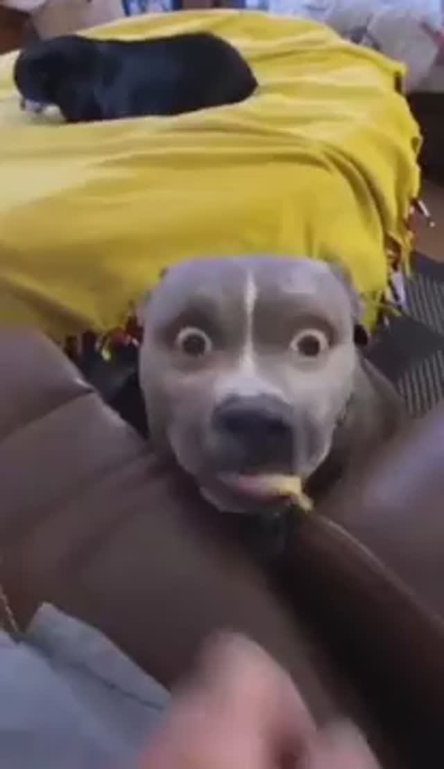 Смшные видео с животными смотреть онлайн