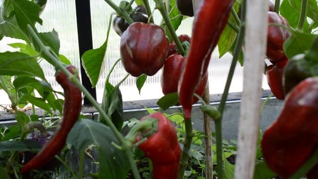 Новая теплица: обзор перцев 2018 смотреть онлайн