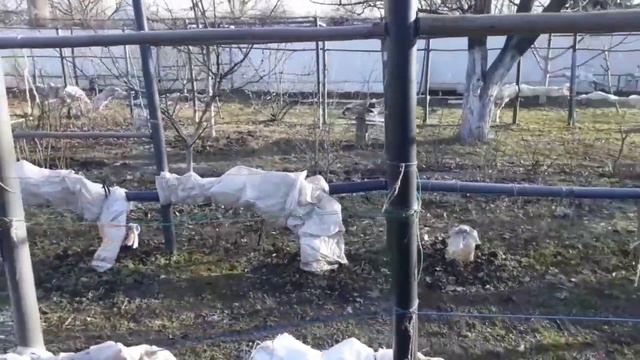Пришёл за яблоками / ФЕВРАЛЬ в саду / Укрытие винограда зимой на юге Украины / НАША ДАЧА 2024 #сад смотреть онлайн