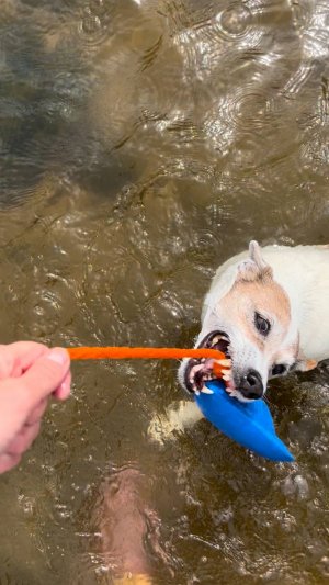 У собаки новая игрушка 🐶🌊🐙 Пёсик просто счастлив 🐶👍