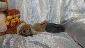 Декоративные вислоухие кролики Москва