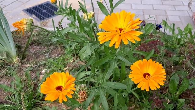 Грибная пора. Осень. Ролик 269. 16 сентября 2021. смотреть онлайн