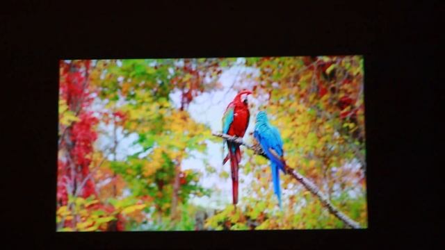 Formovie Mini Projector Dice Review - The Brightest & Clearest Portable Projector