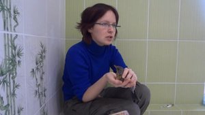 Дрозд-рябинник на лечении. Чем кормить, куда посадить, что делать если нашёл дрозда?