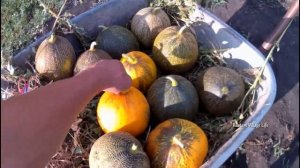 Дыня Колхозница . Дыня Сказка. Обзор урожая Дынь 2021