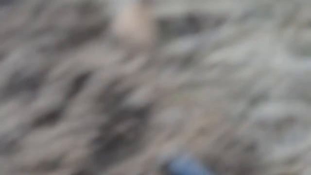 ЕСТЬ МОНЕТА! Garret Ace 350 крут, копаем монеты, а лось пусть идет лесом! смотреть онлайн