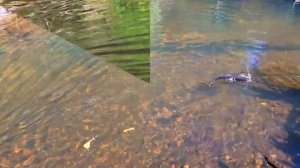 рыбалка на хариуса на спиннинг по таёжным речкам и ручьям летом