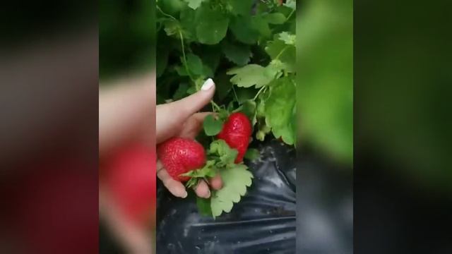 Замечательный сорт клубники ПРИМИ. смотреть онлайн