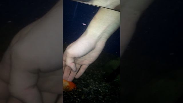 Прикол! Ручная золотая рыбка 2 смотреть онлайн