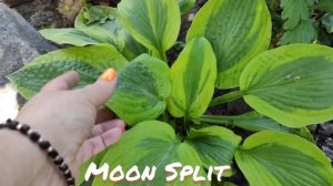 Хоста Moon split...окрас листьев в начале лета...