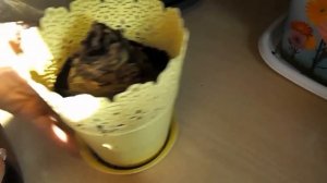 ?Трудотерапия//?Выкапываю Гиппеаструмы на улице и готовлю их к зимнему хранению//?Зимнее хранение