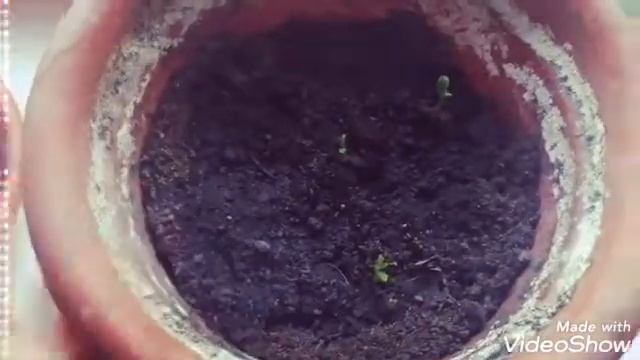 Как вырастить лимонное дерево(продолжение)