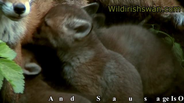 A mother fox is communicating with her family of fox babies? смотреть онлайн