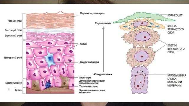 Что такое липосомы в косметике? Строение кожи. Наночастицы, системы доставки в кожу.