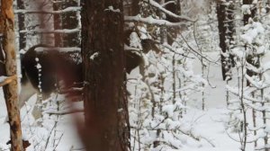 Северные олени в заказнике Архангельской области