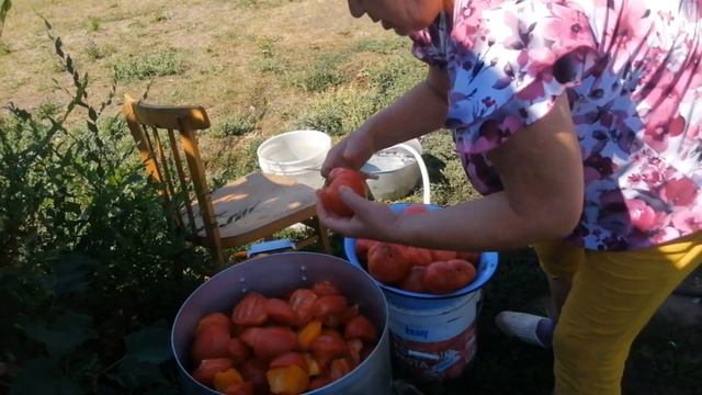 Варим кетчуп, забой бройлера. Разделываем птицу.