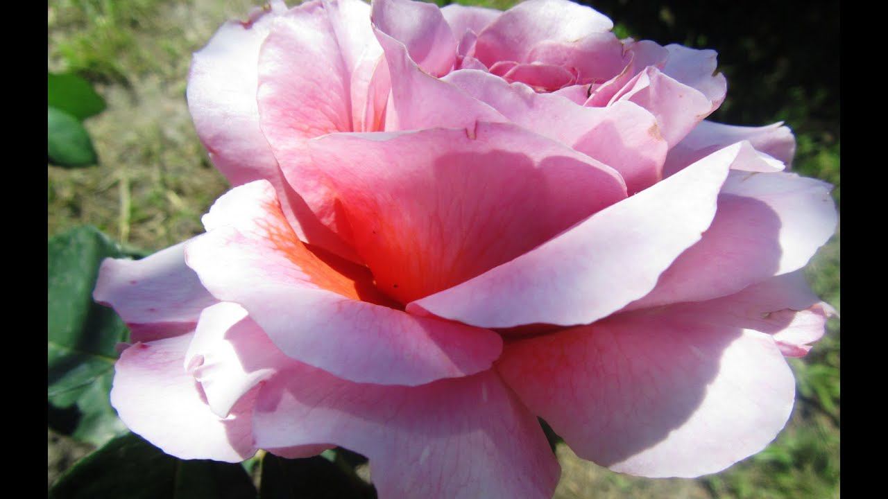 ПОДГОТОВКА ЧЕРЕНОЧНИКА К ЗИМОВКЕ.ЧЕРЕНКИ В ОТКРЫТОМ ГРУНТЕ ЗИМОЙ. смотреть онлайн