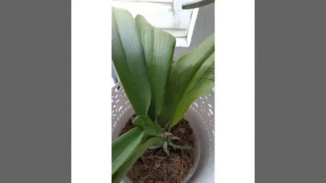 Один день из жизни цветочницы и обзор моих комнатных растений смотреть онлайн