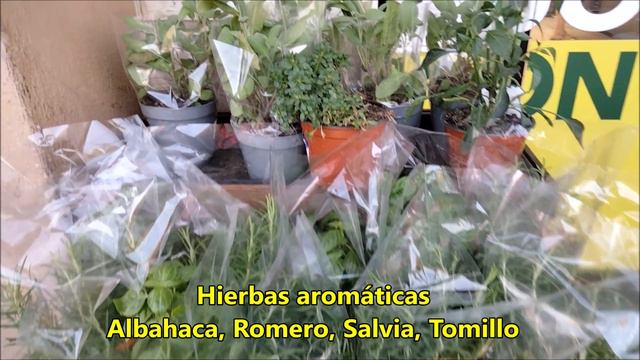 Plantas de Sol directo que florecen todo el año atraer mariposas entre mas sol mas bonitas #314 смотреть онлайн