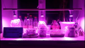 Семена проклюнулись за одну ночь. Рассада перцев, баклажанов, сельдерея и лука