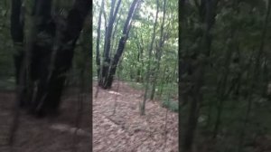 Дубовый лес.