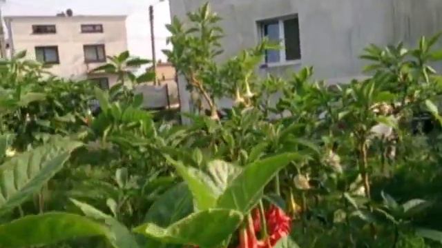 brugmansia datura Theas Liebling od Fuksjana смотреть онлайн