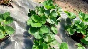 28 апреля 2023. Состояние земляники сорта Азия (двулетки).