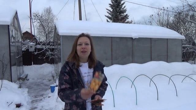 Безрассадные томаты