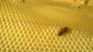 Вывожу себе маток  !    🐝  Пчеловодство в Ленинградской области 🐝